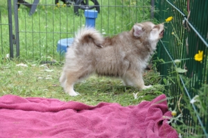 Süß pomsky kaufen